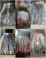 출조안내 - [ 진도보디가드호 ]= ==>> 심선장 =>> 왕갈치 출조 합니다. << 조황굿!!!! 내일 자리여유 많이 있습니다. >> 사진