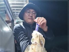 무늬오징어 마리수조황~ 사진