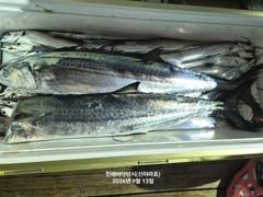 12일 준내만 갈치텐빈 조황 신아라호