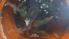[통영] (무늬오징어)무시 속출 사이즈 어마무시 70여수로~뉴그린호(오늘…