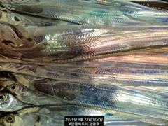 [진해] 경동호 먼바다왕갈치외줄 16석 대치속풀치~월요일 화요일 예약가능