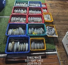 [진해] 팁런무늬오징어 13일 출조조황 사이즈굿마릿수굿 오늘예약가능합니다