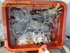 꽂게 조황 입니다.