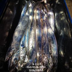 먼바다 갈치 만쿨!!!기회는 오늘 하루뿐!!!