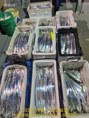 내만칼치ㅡ 피딩으로 꾸준히 올라오네요.손맛가득 (예약가능) 사진