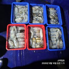 1   [거제] 떳다(거제) 무늬오징어 100여수 팁런 최고조~스마일호(오늘 1… 1
