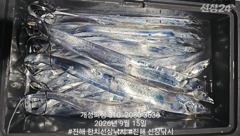 내만 은빛 갈치 대박 조황 오늘 내만 갈치 무조건 출항 자리여유많음