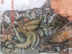 [진해] <<돌문어 매일 매일 세자리수~계속되는 호조황-내일예약가능>>