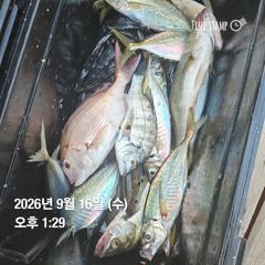 거제 ( 어구 일성호 ) 감성돔 참돔 전갱이 ! 전마선 조황 ~