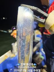 (풍산)내만갈치 폭풍 입질! 느나느나 피딩 !(오늘,예약가능합니다)