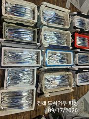 17일새벽 내만갈치 초~대박 계속 이어져 느나느나~!! 오늘 예약가능