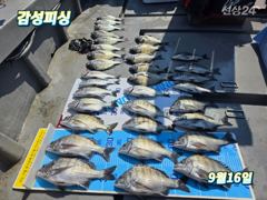[여수,광양] ●가을감성돔15일.16일마릿수조황입니다