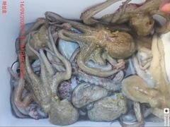 [진해] <<돌문어 매일호조황 120여수 초보조사님들도 두자리수-내일정출…