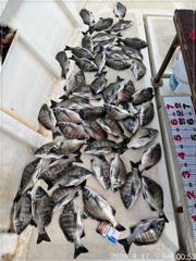 [마산] (행운호)감성돔 마릿수 오늘 조황(50수)