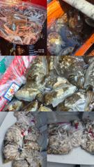 [사천] 쭈꾸미