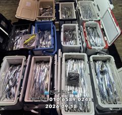 (풍산)내만갈치 폭풍 입질! 느나느나 피딩 !(오늘,예약가능합니다)