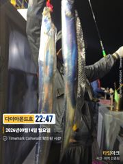오늘 내만갈치 출항확정! 라스트5자리! 전화주세요~