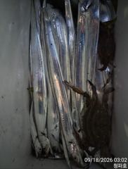 내만갈치 >> 70수,50수 오늘 출조합니다@@