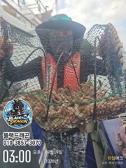 삼천포 돌문어 훌륭합니다 ~~(월욜 갑오징어)