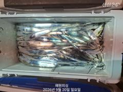 내만갈치 20일새벽 3지~3지반 많이잡았습니다 예약가능합니다