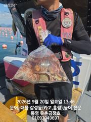 [통영] 통영 금정호 문어선상 마릿수 손맛!!조황 내일오전 자리여유있습니…