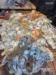 [고흥,녹동] 9/20 고흥녹동흑룡호 야간문어조황