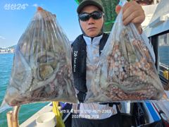 주말 삼천포 돌문어 조황입니다.(낼 주꾸미 출조확정 예약중!!!)