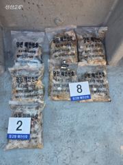26년 9월 20일 당진 장고항 해안선호 쭈꾸미 조황 사진
