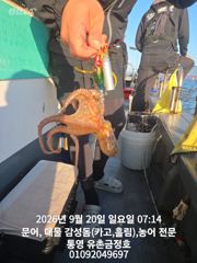 통영 금정호 오전문어 마릿수 좋게 시작합니다 내일오전 자리있습니다 사진