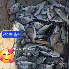 [고성] 병산 감성돔35외 마리수 선상배 및선외기 흘림조황~~