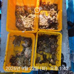 문어 장원 28마리