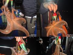 22일 퍼 담듯이 올라와 잡고온 제수용급 야간~돌문어 마리수 잡으러 출조 갑니다 @ 목,금,토요일~몇 자리 예약가능