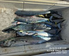 [경주] 씨스타호 경주 삼치 잘 나와요
