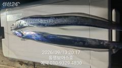 통영칼치 나온다 3지 4지 사진