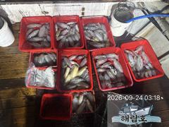 9월23일 무늬오징어 팁럽조과입니다. 사진