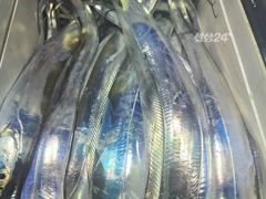 준내만4지급대갈치쿨라만~당손맛입맛보려고~~고