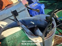 23일)실시간 대삼치 폭발~타작중~ 사진