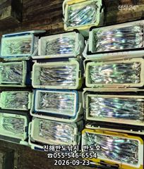 23일,내만갈치,호조황,100수이상,엄청나게 나옵니다.매일출항(토,일,월~예약가능) 사진