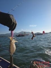 [사천] 쭈꾸미가 버글버글합니다.풍요롭고 화목한 한가위 되시길!!