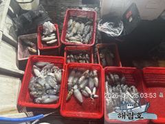 9월24일 무늬오징어 팁런 조과입니다. 사진