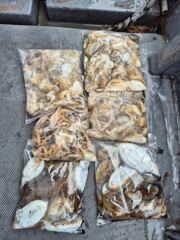 9월24일 조황정보입니다.