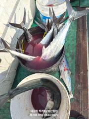 [경주] 25/금-괴물대삼치 타작//야간팁런 굿~오후/토,일,월~(모집)