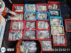 [포항] 》24일 야간 ! 최종《280수! 무씨 &왕고구마 타작! 사진