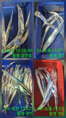 추석입항 갈치조항 사진