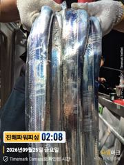 [갈치/텐빈/텐야]25일입항조황~만쿨부터[금요일.일요일]예약가능