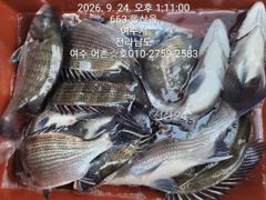 감성돔 선상찌낚시 시즌입니다 사진