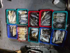 ★만진1호 9월25일 무늬오징어 조황 사진