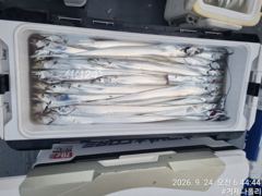 [거제] 갈치 텐야 텐빈!!!! 오늘 출항 확정 지금 갈치들이 쏟아집니다…