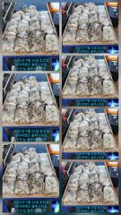 26시즌 9월 26일 군산 뉴 블루스타호 쭈꾸미 24일차 사리물때 마리수 기본 조황. 사진