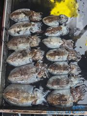 [곤리 풍화 궁항] 궁항레저 9월 26일조황입니다 사진